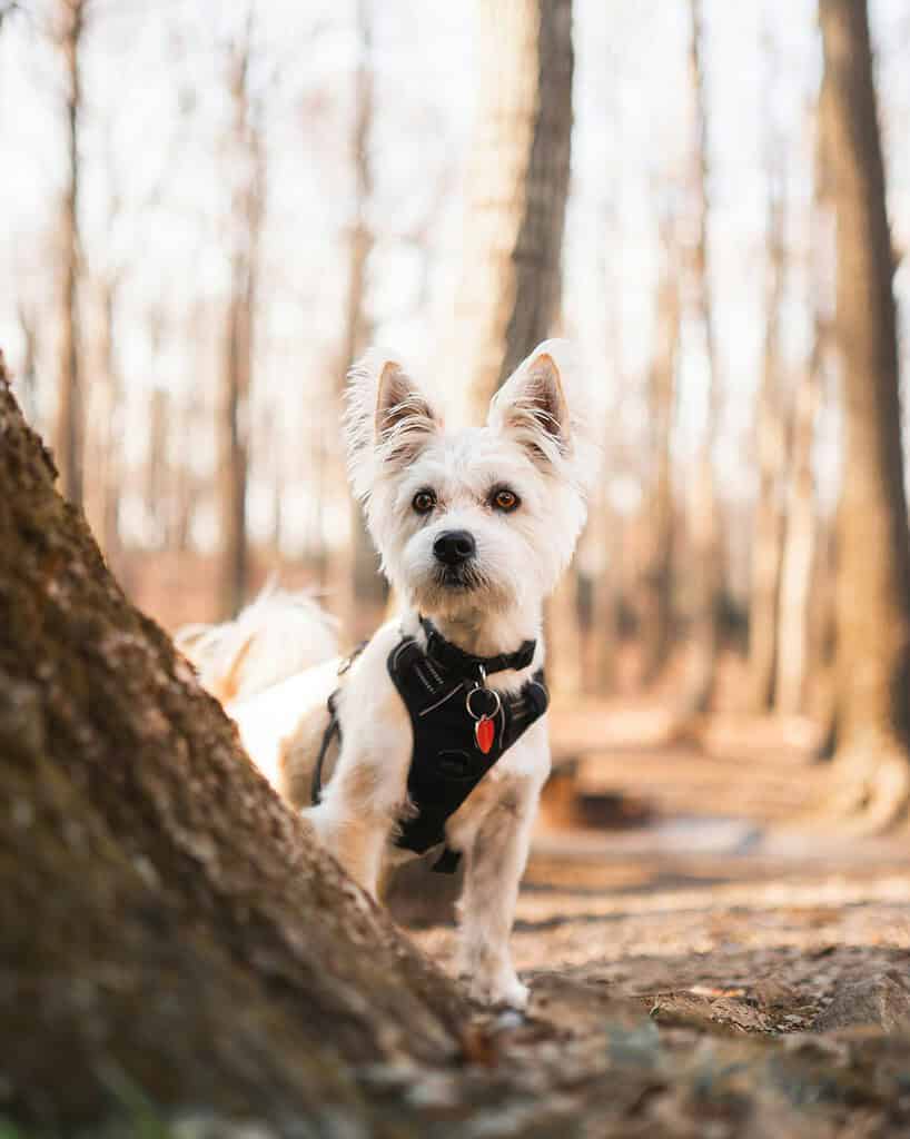 Small dog wearing a harness with a red NFC pet ID tag in a wooded area.