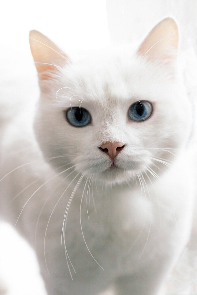 White cat with blue eyes facing camera in bright high-key light against a white background.