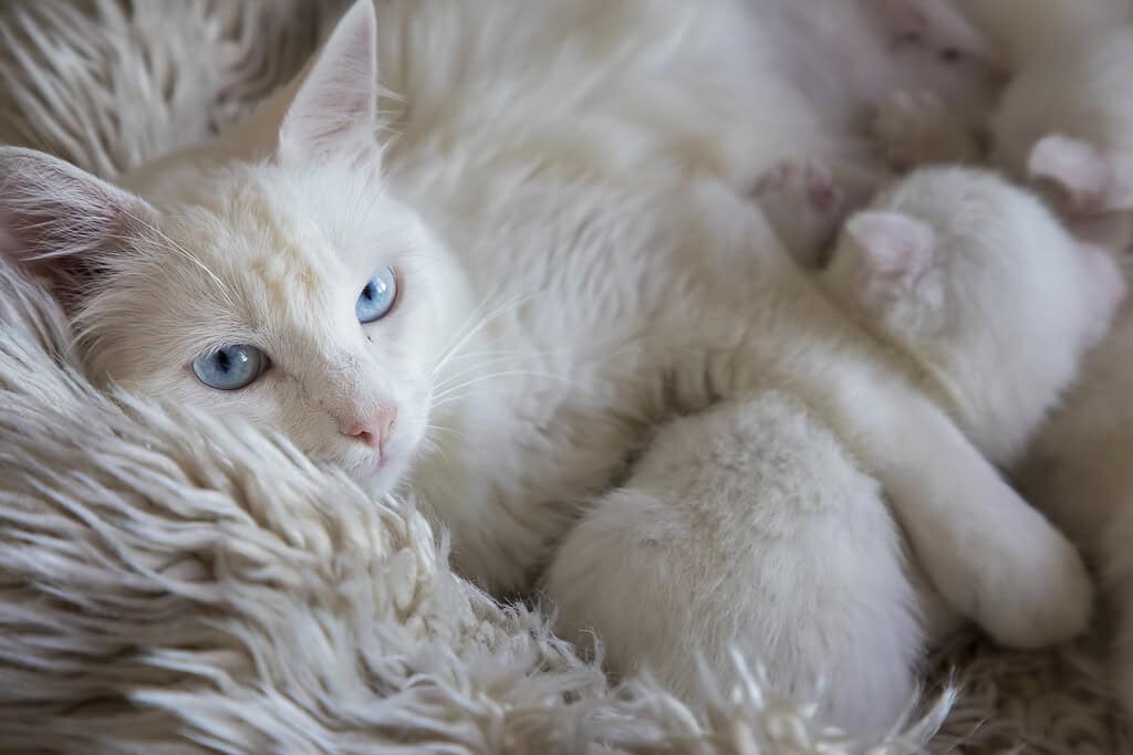 White cat with blue eyes lying with her kittens on a fluffy white rug