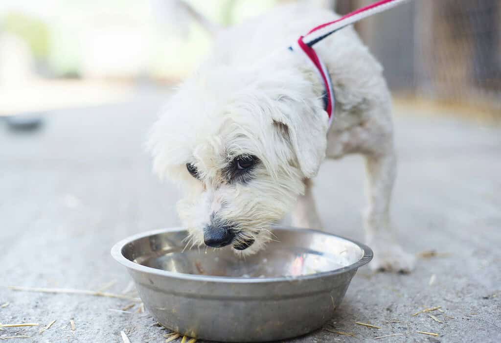 Small white dog on a leash drinking from a metal water bowl outdoors