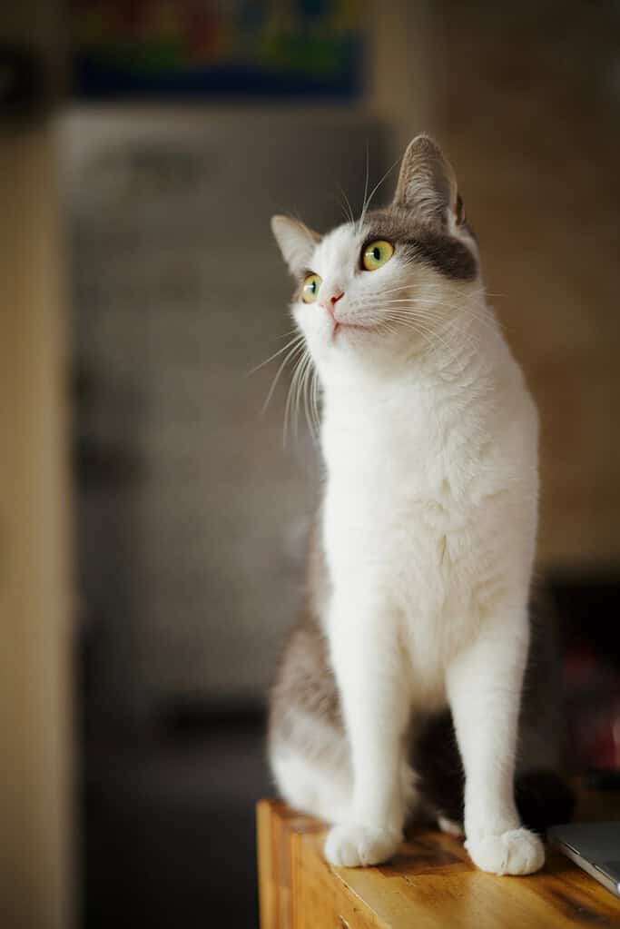 White cat with gray patches sitting on a wooden surface indoors, looking up