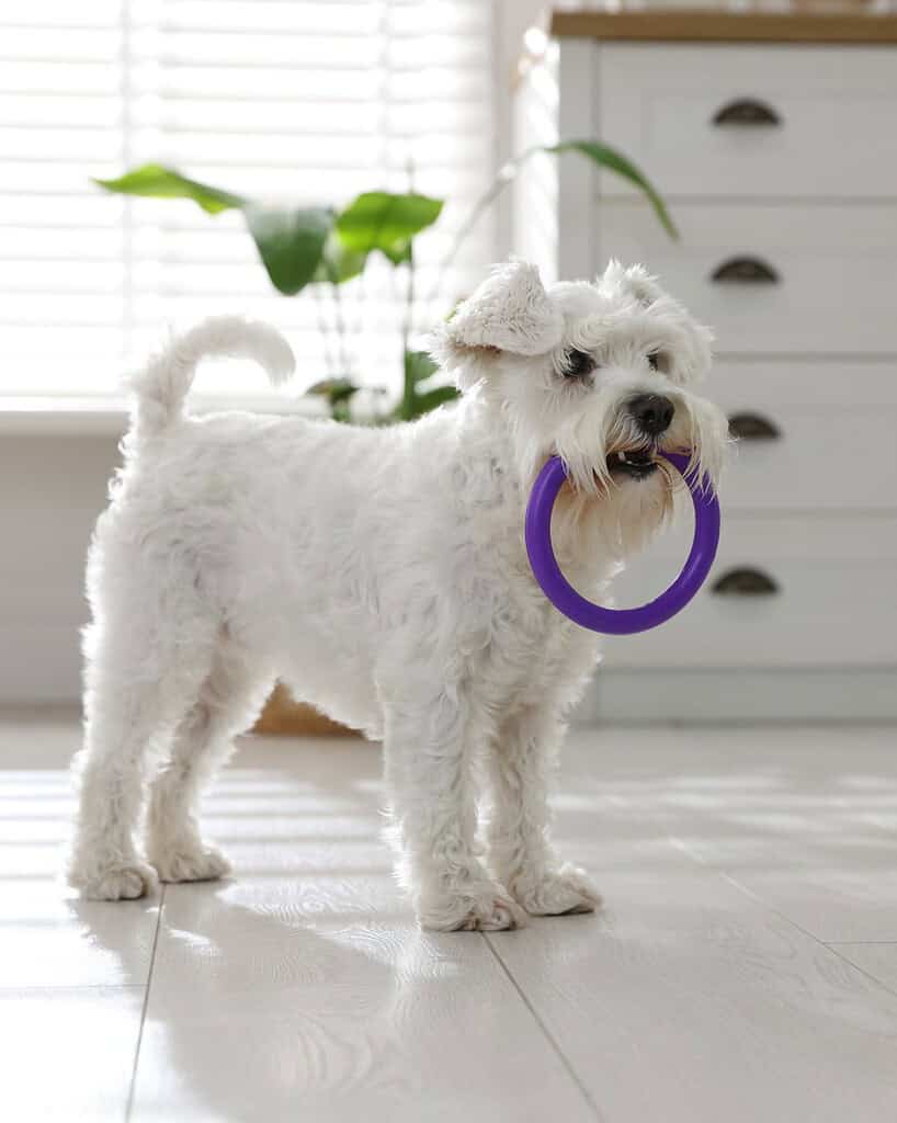 White miniature schnauzer standing indoors carrying a purple ring chew toy