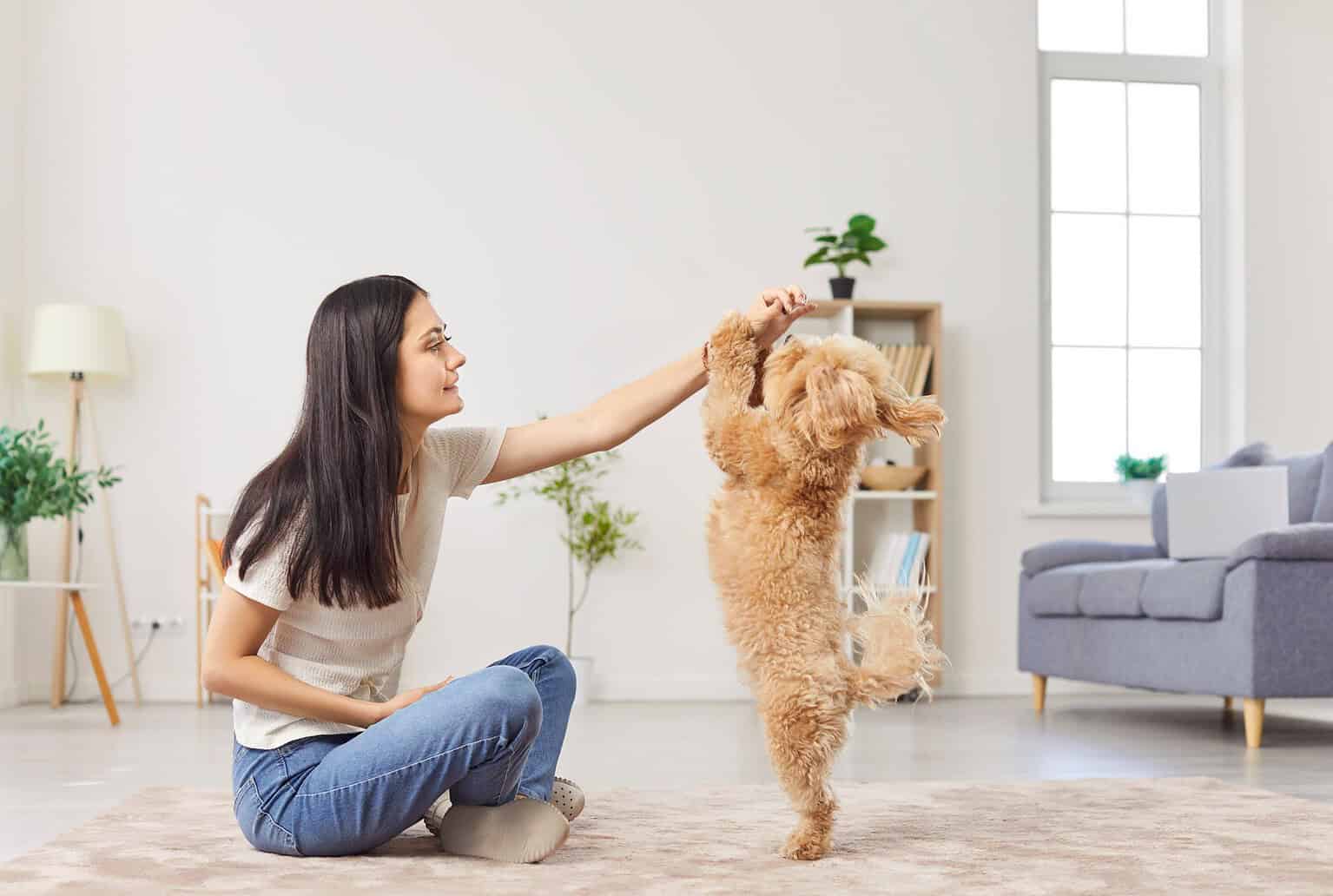 Woman sitting on a living-room floor teaching a small apricot doodle to stand on its hind legs for a treat