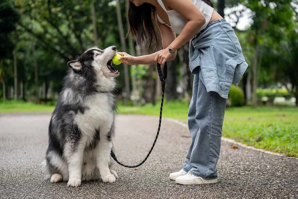 Woman giving a husky a treat while holding it on a short leash in a park