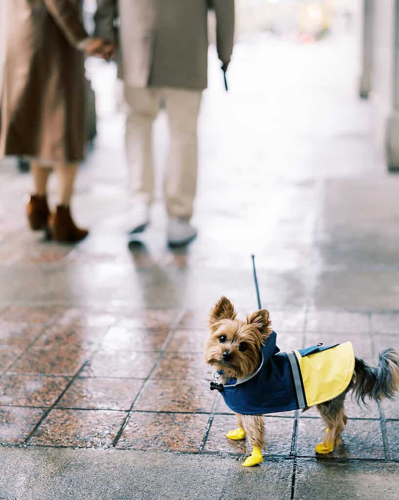 A Yorkshire terrier in a raincoat and yellow dog boots on a wet city sidewalk
