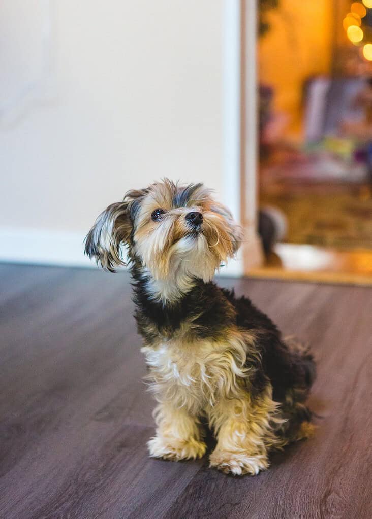 Small black-and-tan Yorkshire-type dog sitting on a dark wooden floor looking up.