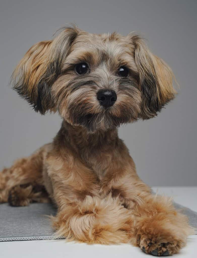 Small tan long-haired Yorkshire-type dog lying on a grey mat on a white table against a grey studio background.