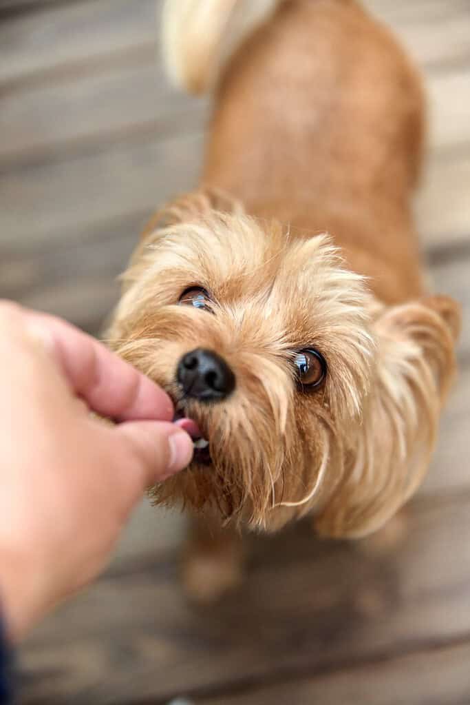 Small dog being offered a treat by a person.