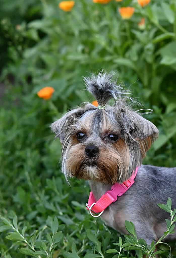 Yorkshire terrier with its topknot tied in a ponytail and wearing a pink collar sitting among green plants.