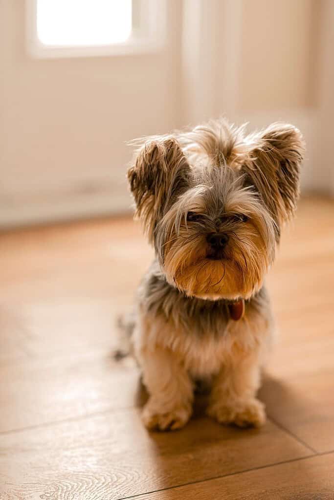 Yorkshire Terrier sitting on a wood floor facing camera with tongue tip out, bright door blurred behind in warm light.