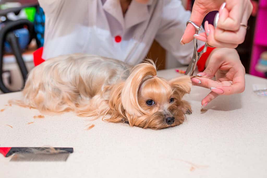Yorkshire terrier lying on a grooming table while a groomer trims the fur on its ear with scissors
