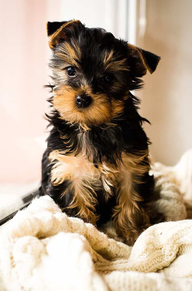 Adorable Yorkie puppy sitting on a soft blanket near a window.